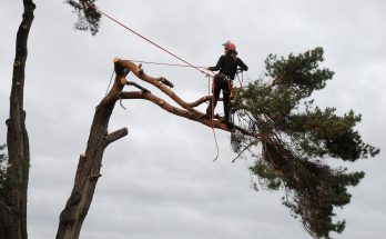 Tree care recommendation Arborist via wikipedia