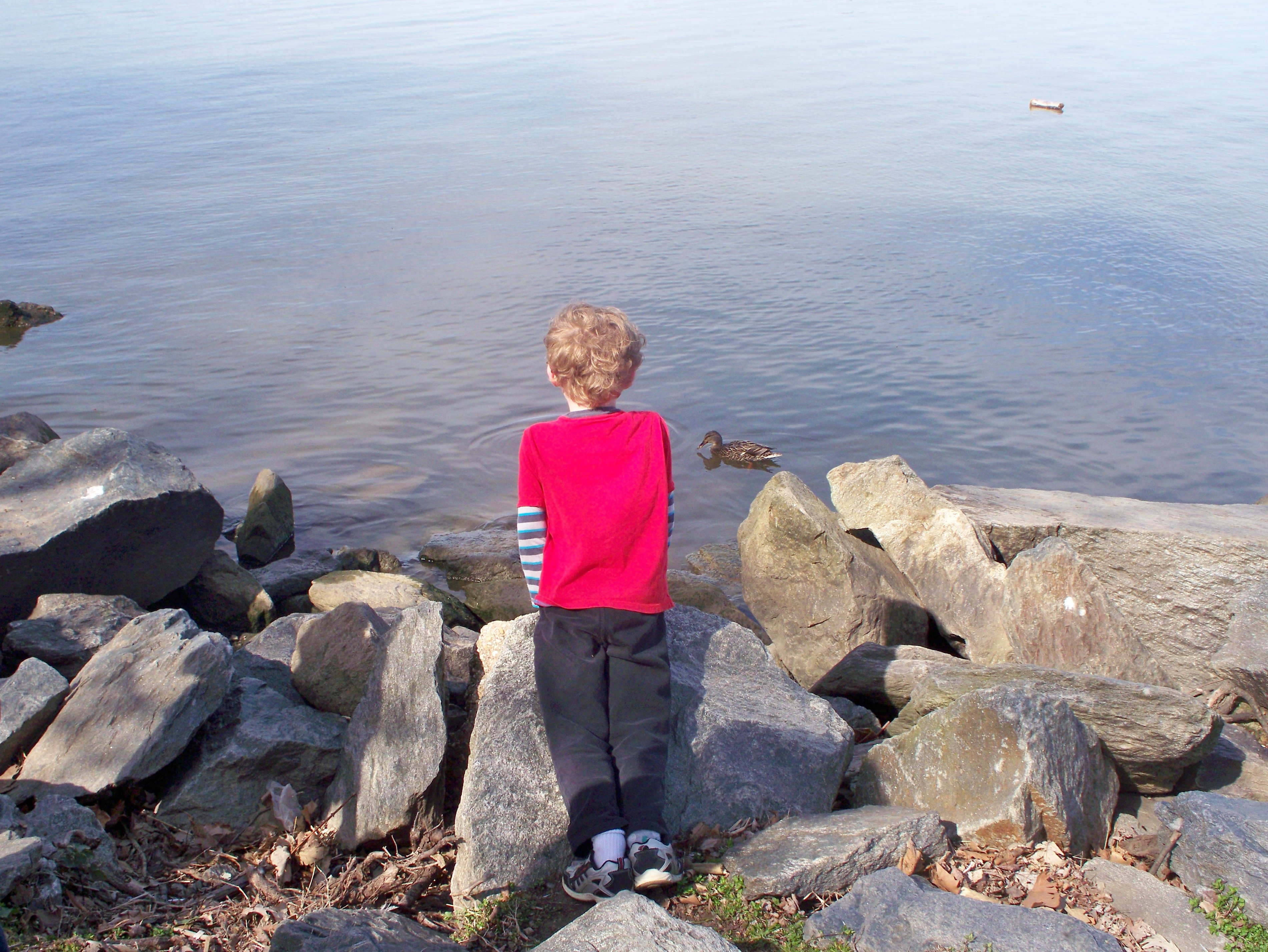 Watching the ducks at Belle Haven Marina