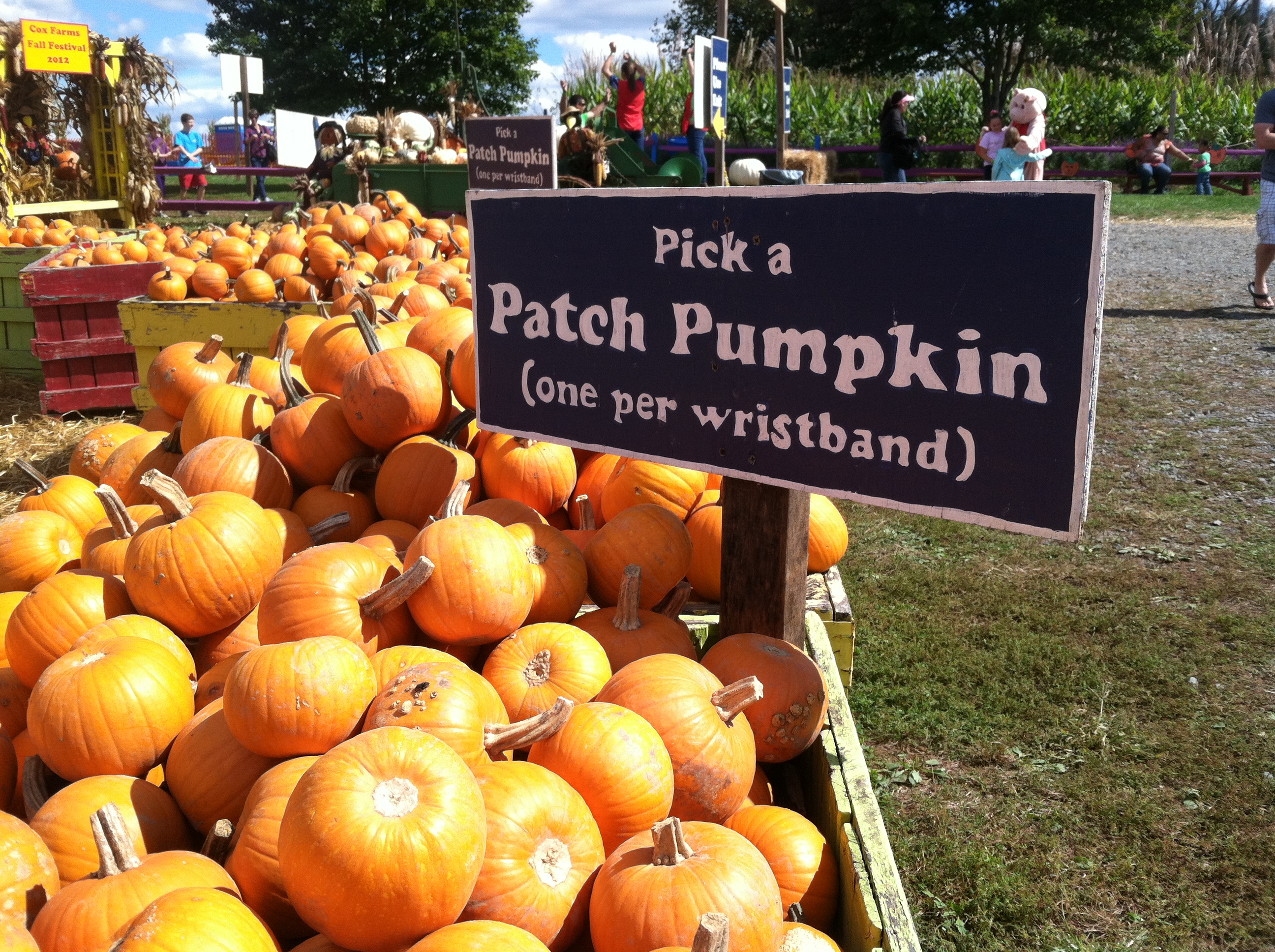 Pick a patch pumpkin at Cox Farms Fall Festival 2012