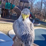 seagull at Chessie's Backyard Playground