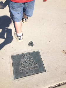 Jones Point Park Deer Tracks