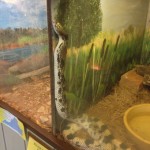 Snake in habitat at Potomac Overlook Nature Center in Arlington VA