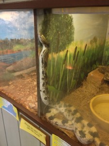 Snake in habitat at Potomac Overlook Nature Center in Arlington VA