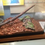 Lizards in habitat at Potomac Overlook Nature Center in Arlington VA