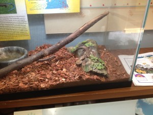 Lizards in habitat at Potomac Overlook Nature Center in Arlington VA