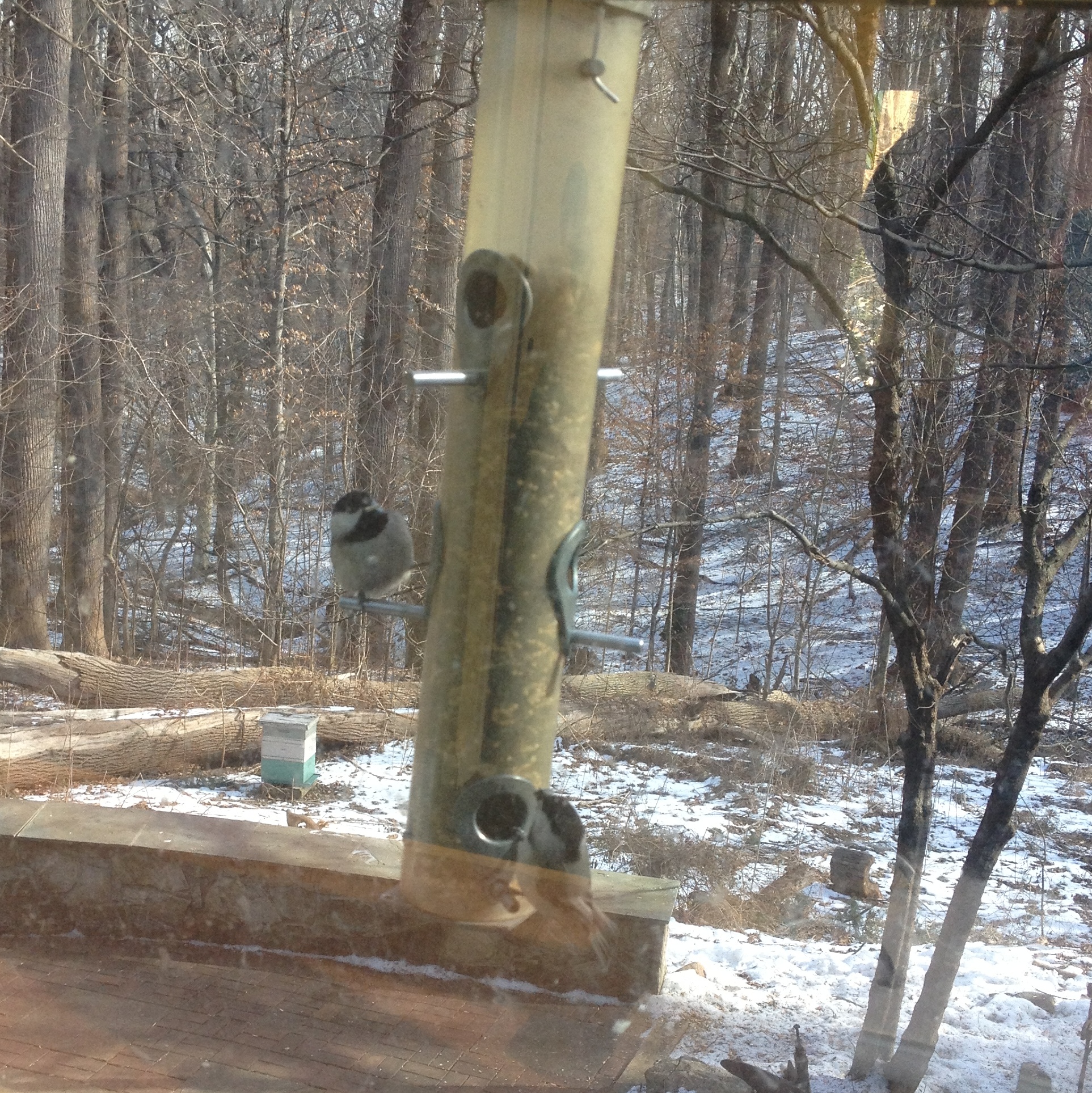 Observe birds feeding at Potomac Overlook Nature Center in Arlington VA