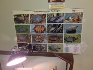 Identify turtles of Metropolitan Washington at Potomac Overlook Nature Center in Arlington VA