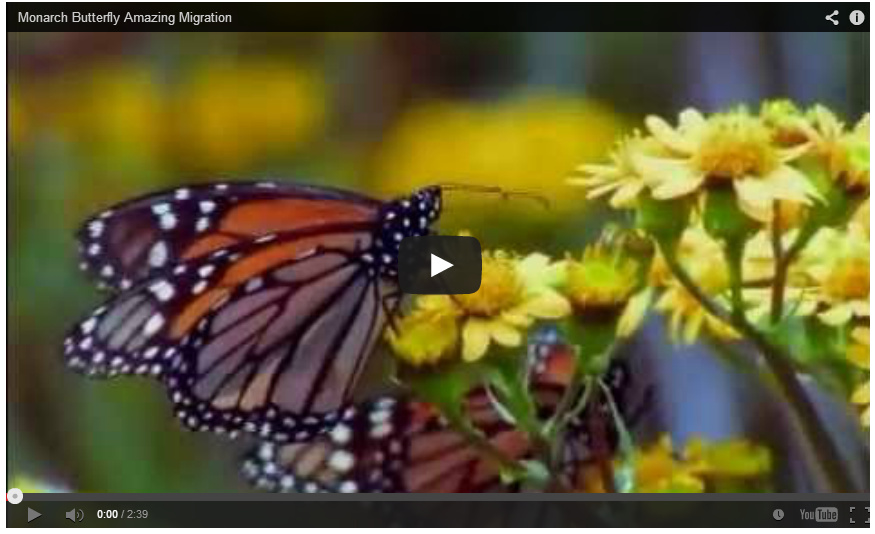 Monarch migration video preview