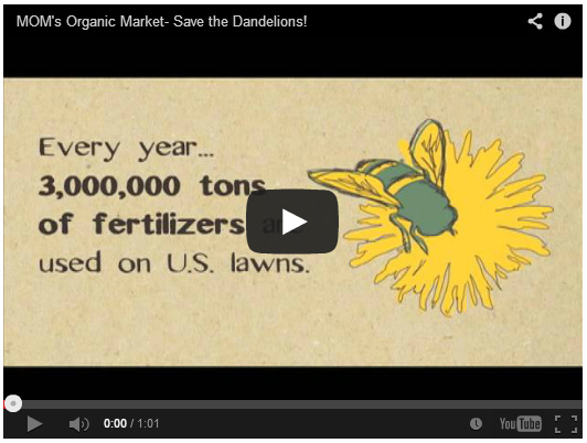 Click here to see the Save the Dandelions Video by MOMs Organic Market on YouTube
