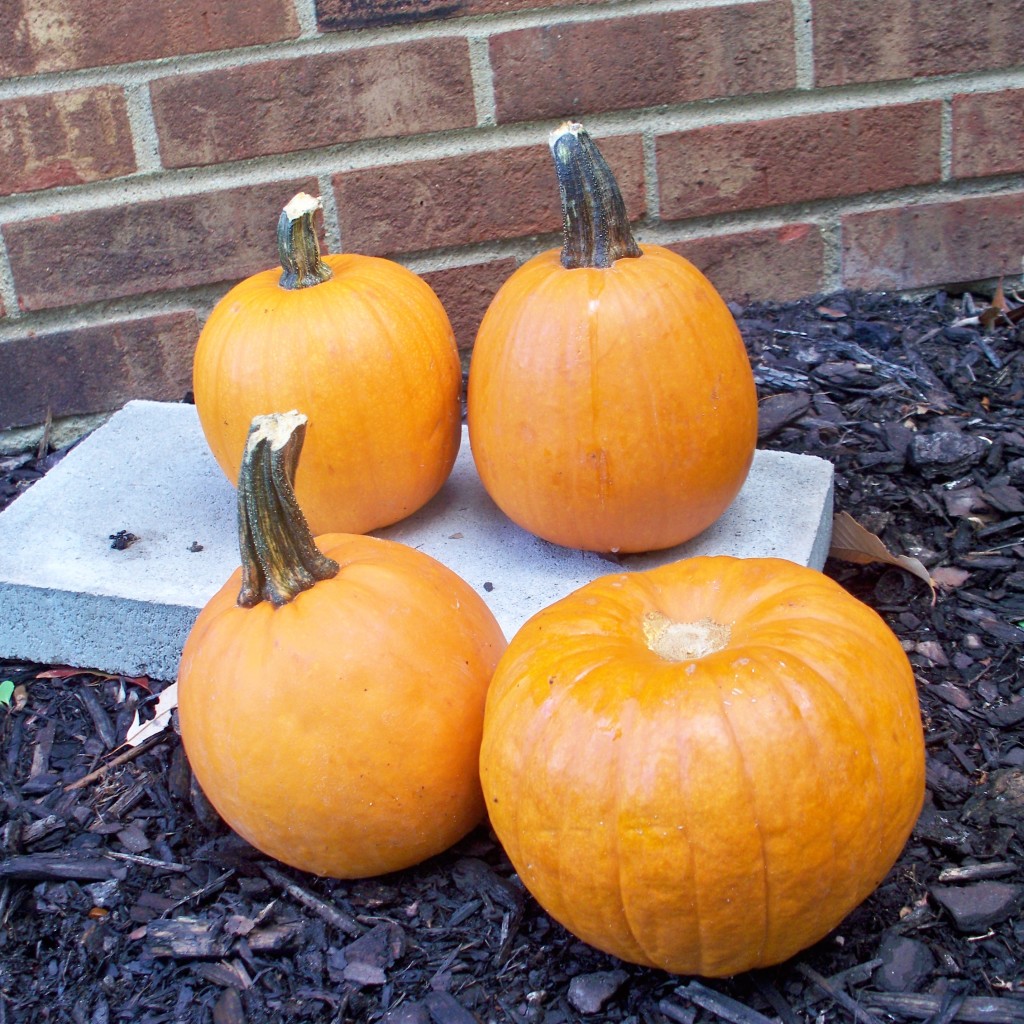 Cox Farms Patch Pumpkins