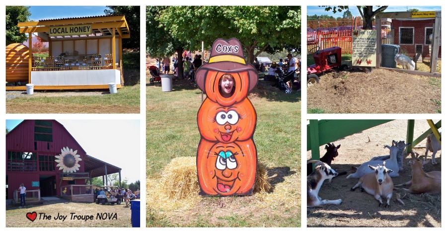 Visit the animals at Cox Farms Fall Festival The Joy Troupe NOVA