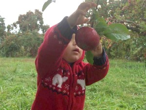 Messy apple picker Stribling Orchard Joy Troupe NOVA