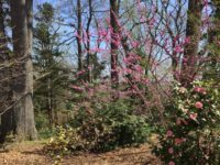 National Arboretum offers all the beauty with fewer crowds