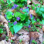 Violets at South Lakes Drive Park in Reston, VA