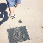 Jones Point Park Deer Tracks