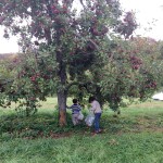 picking apples Stribling Apple Orchard Joy Troupe NOVA photo credit Dana Sasser